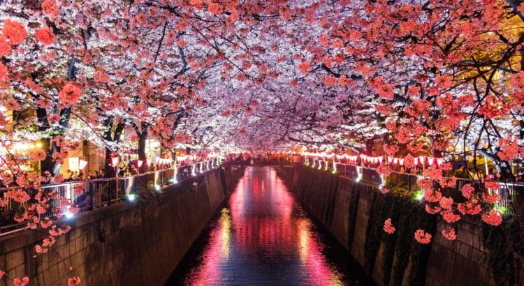 Kirschblütenallee in Nagasaki.
